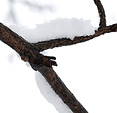 [Snowy branch] - snow, tree branch